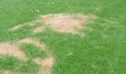 gartengestaltung-goldenerschnitt-dl_umrechnen-Rasendünger gartengestaltung-goldenerschnitt-dl_umrechnen-Rasendünger